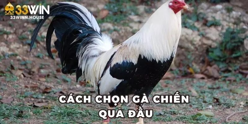 Cách chọn gà chiến qua đầu