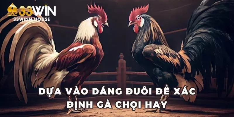 Dựa vào dáng đuôi để xác định chiến kê hay