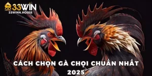 Cách chọn gà chọi tại 33win